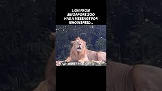 LION FROM SINGAPORE ZOO HAS A MESSAGE FOR ISHOWSPEED… [upl. by Hatty]