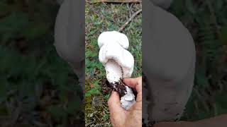 AGARİCUS ARVENSİSÇAYIR MANTARIAT EVLEĞİHORSE MUSHROOM [upl. by Battiste]