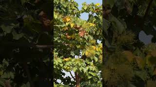 Sterculia urens flowers and leaves [upl. by Amelita730]