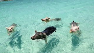 WHEN PIGS SWIM THE FILM EXUMA BAHAMAS [upl. by Lisabet951]