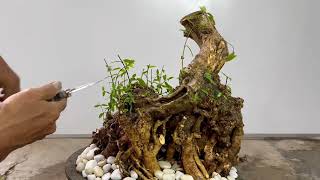 Old bonsai tree  Water jasmine tree has beautiful roots [upl. by Uahc]