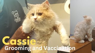 Caisse ki Grooming and Vaccination krwa li aj 🥰😍😘 [upl. by Ennaed543]