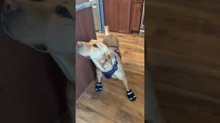 Putting Dog Booties on our Dog Funny shorts [upl. by Reiniar419]