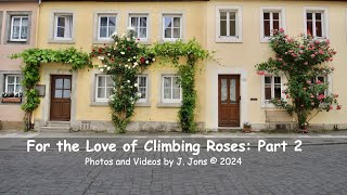 For the Love of Climbing Roses Part 2 [upl. by Barton987]