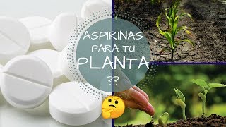 CON UNA SOLA ASPIRINA TUS PLANTAS CRECERAN  VERDAD O MITO  QUE CAUSA LA ASPIRINA EN UNA PLANTA [upl. by Namqul]