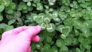 How to Find a 4Leaf Clover [upl. by Norabal]