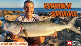 Balık Avı  Kurbanlık Sırtıkara  Bluefish  Su Üstü Sahte İle Lüfer Kofana Avında Gelen Sırtıkara [upl. by Assel]