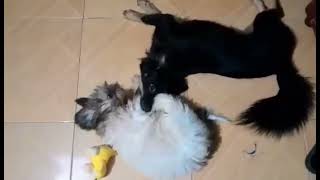 Super cute dogs playing klampem [upl. by Marne]