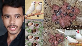 Java finch breeding secret  Bache hi bache  season ki zabardast breed 🤑☺️ [upl. by Zined373]