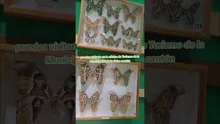 Colección de insectos en San Vito Coto Brus [upl. by Celestia677]