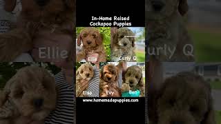 Cockapoo Puppies httpswwwhomemadepuppiescombreedscockapoo cockapoo cockapoopuppy cockapoos [upl. by Ahsirek]