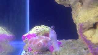 Stomatella snail spawning  breeding [upl. by Siuraj]