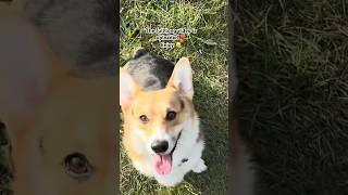 First time at the dog park 🧡dog corgi puppy [upl. by Ailed]