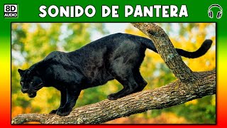 SONIDO DE PANTERA 🐾 [upl. by Cartie]