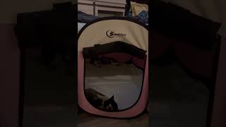 Klee Kai puppies love new bed Siedihit Def recommend from Lucky Charm Farms Beverly Hills Florida [upl. by Antone]