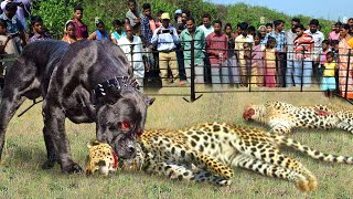 Leopard vs Dog War Clouded Leopards Are In Danger When Entering Peoples Houses To Hunt Fierce Dogs [upl. by Pietro]