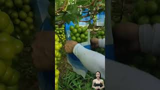 Shine Muscat Japanese green grapes 🍇 shorts harvesting fruit farm grape [upl. by Dragone]