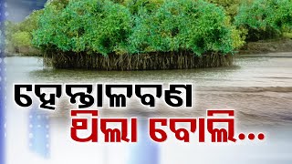 LIVE  ହେନ୍ତାଳବଣ ଥିଲା ବୋଲି  Mangrove forests  Cyclone Dana Impact  Flood Update  Odisha  OTV [upl. by Guerin781]