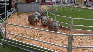 Sarasota FL 2019 County Fair GREATEST PIG RACE [upl. by Inahet]