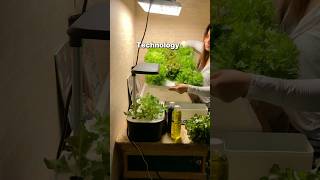 Explore the basics of soilless gardening for free Link is in my bio hydroponics stem gardening [upl. by Lia]