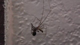 Daddy Long legs vs Black Widow [upl. by Pantia257]