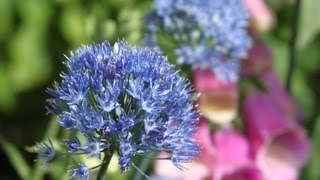 Alliums In A Small English Garden In Norway [upl. by Thurlow172]