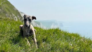 Top 5 Reasons Whippets Make the Best Pets [upl. by Onateag]