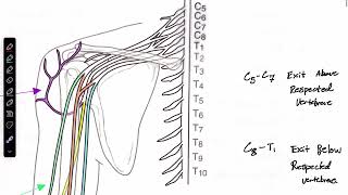 Basic info on the Brachial Nerves [upl. by Yerffoj]