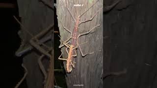 Stick Insect  Phasmatodea  Phasmida [upl. by Herwin503]