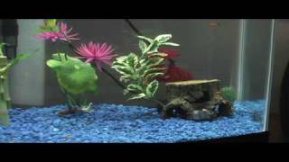 Baby Platy Fry All 32 still alive and healthy [upl. by Annodas]