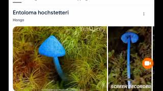 entoloma hochstetteri [upl. by Yancey]