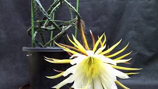 サボテン開花タイムラプス「セレニケレウス・大輪柱」  Timelapse video of flower of Cactus quotSelenicereus grandiflorusquot [upl. by Currey]