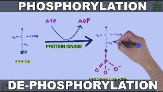 Phosphorylation and Dephosphorylation  Protein Phosphorylation [upl. by Camilo276]