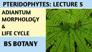 Adiantum Pteridophytes Lecture for BSc BS Botany Zoology Chemistry [upl. by Eojyllib]