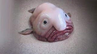 Blobfish Funn8est Fish Facts [upl. by Griffin]