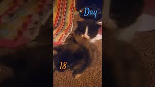 Petting my cats  day 18 catsruleeverythingaroundme funny [upl. by Erna]