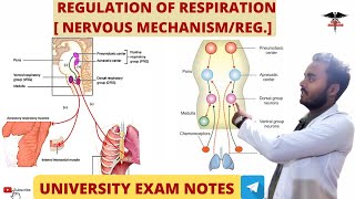 Regulation of Respiration  Nervous Mechanism\Regulation  Respiratory system physiology [upl. by Katey]