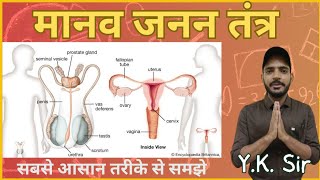 Reproductive System  जनन तंत्र  Human Reproductive System Anatomy and Physiology  YK Sir [upl. by Aible]