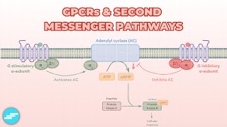 GProtein Coupled Receptors GPCRs amp Second Messenger Systems  Pharmacology [upl. by Korb84]