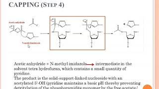 Synthesis of DNA Oligonucleotides [upl. by Lipp]