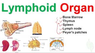 Basic Immunology 6 Lymphatic system and Lymphoid organ [upl. by Hannahs]