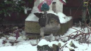 20130224 Sperwer vangt en plukt mus HD 1080 Natuurkanaal [upl. by Labotsirc]