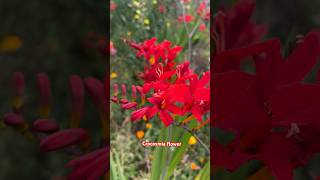 Crocosmia  Lucifer Flower [upl. by Ecirtra]