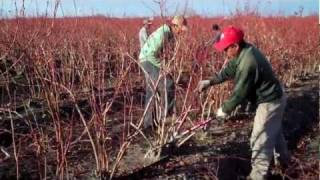 How to Prune Blueberry Bushes  Expert Blueberry Famers Advice [upl. by Esaele]