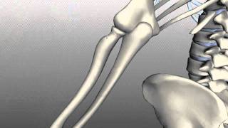 Radius and Ulna  Anatomy Tutorial [upl. by Akinod173]