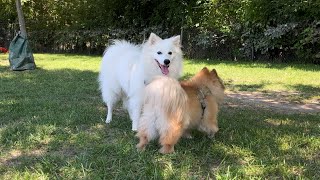 Japanese Spitz Dog Meets His New Puppy Friends [upl. by Ummersen]