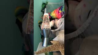 Glitter Lava Lamp Timelapse [upl. by Aissyla409]