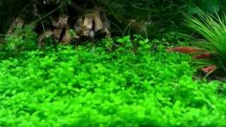 New plant added Eriocaulon Cinereum [upl. by Aline]