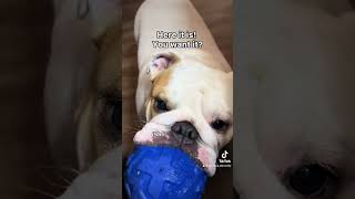 Goofball englishbulldog bulldogslove bulldog [upl. by Lemraj]