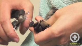 How to Trim Cats Nails  Feline Nail Trim [upl. by Nakada]